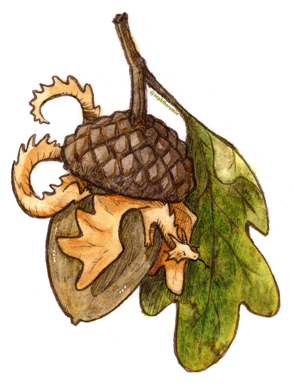 White Oak Acorn - 2025